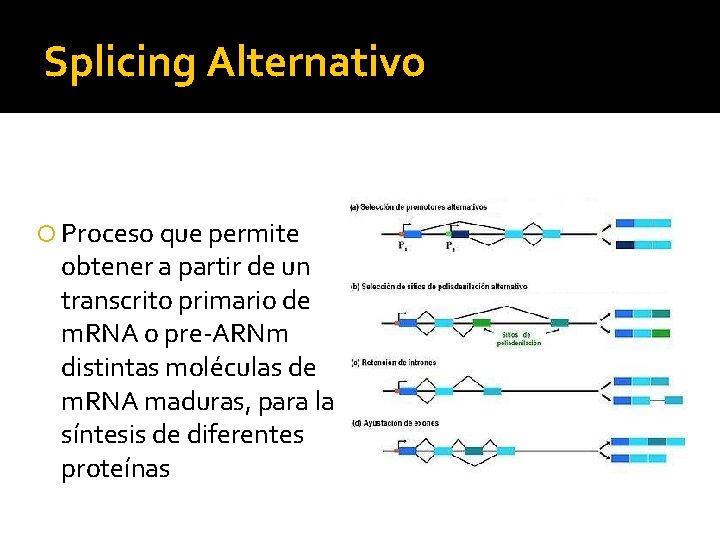 Splicing Alternativo Proceso que permite obtener a partir de un transcrito primario de m.