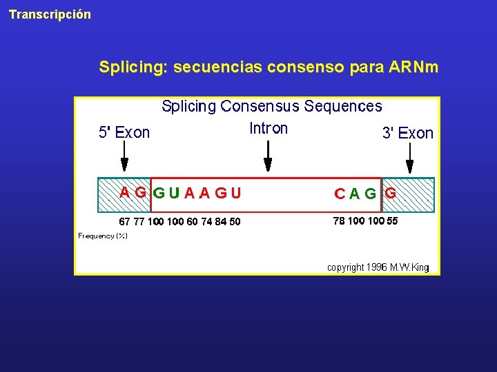 Transcripción Splicing: secuencias consenso para ARNm 
