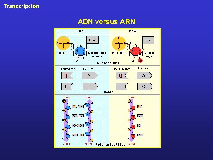 Transcripción ADN versus ARN 