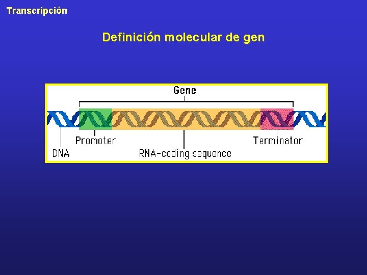 Transcripción Definición molecular de gen 