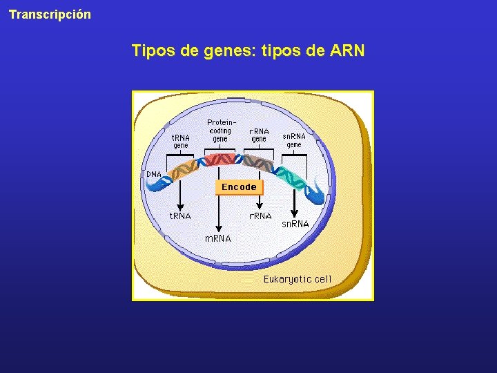 Transcripción Tipos de genes: tipos de ARN 