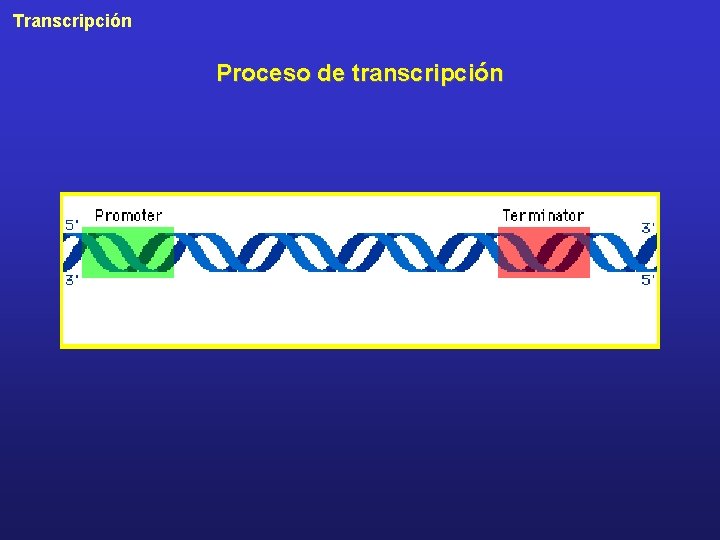 Transcripción Proceso de transcripción 