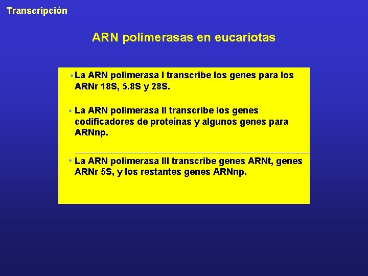 Transcripción ARN polimerasas en eucariotas La ARN polimerasa I transcribe los genes para los