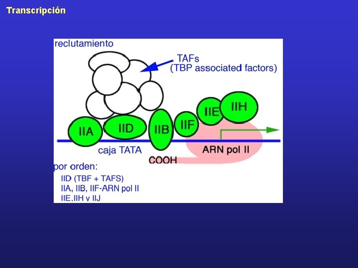 Transcripción 