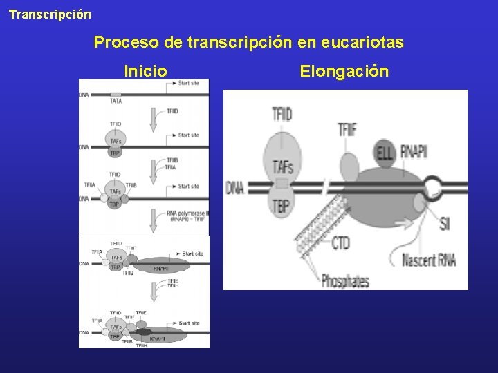 Transcripción Proceso de transcripción en eucariotas Inicio Elongación 