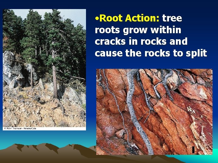  • Root Action: tree roots grow within cracks in rocks and cause the