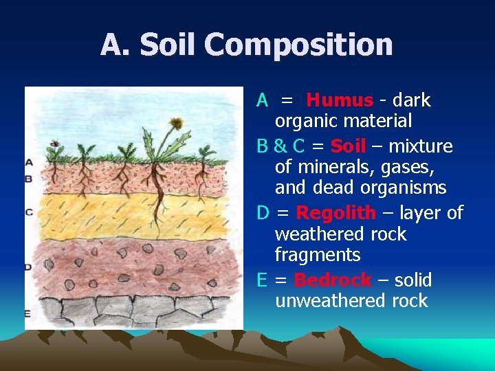 A. Soil Composition A = Humus - dark organic material B & C =