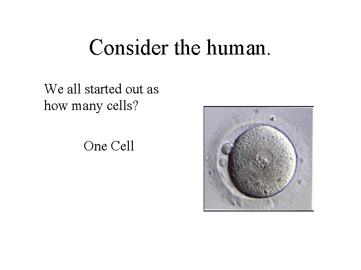 Consider the human. We all started out as how many cells? One Cell 