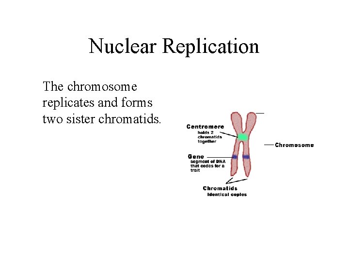 Nuclear Replication The chromosome replicates and forms two sister chromatids. 