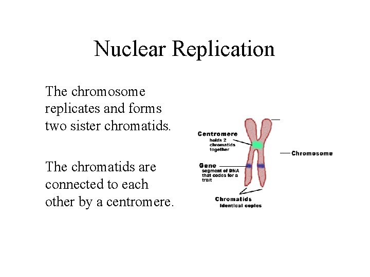 Nuclear Replication The chromosome replicates and forms two sister chromatids. The chromatids are connected
