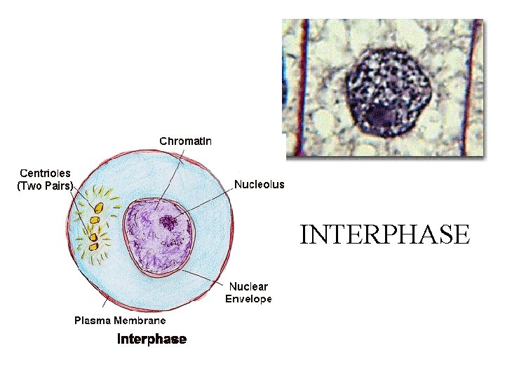INTERPHASE 
