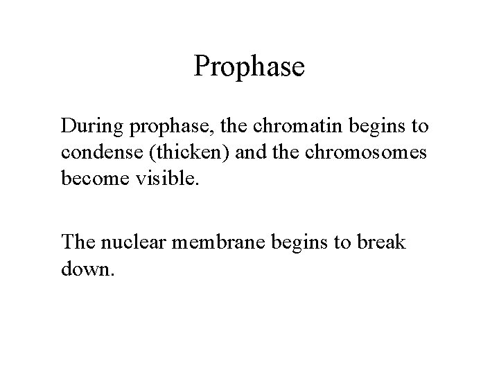 Prophase During prophase, the chromatin begins to condense (thicken) and the chromosomes become visible.