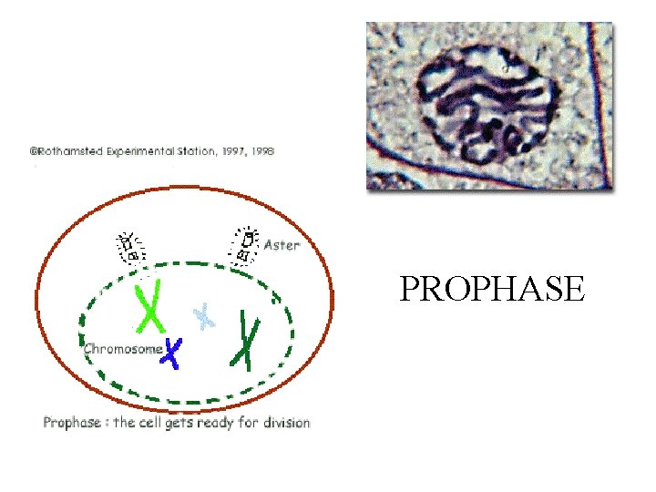 PROPHASE 
