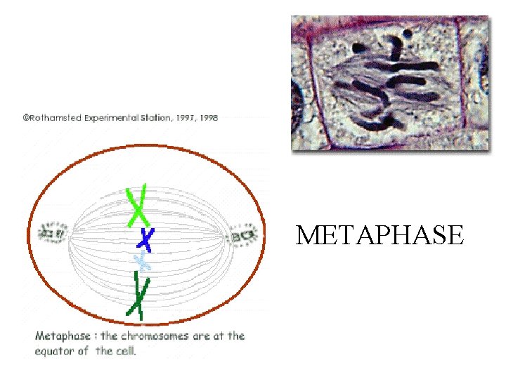 METAPHASE 