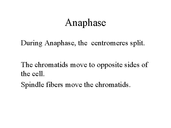Anaphase During Anaphase, the centromeres split. The chromatids move to opposite sides of the