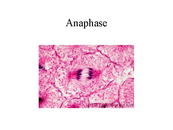 Anaphase 
