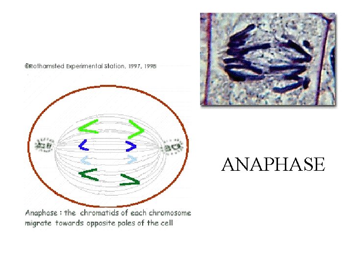 ANAPHASE 