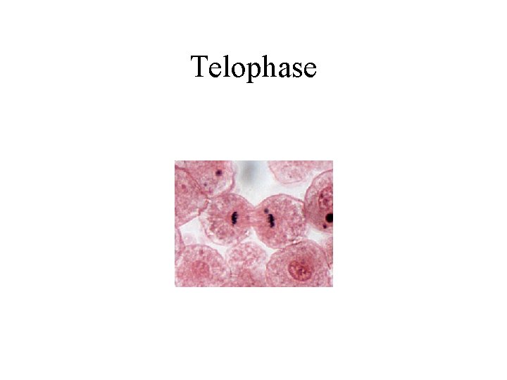 Telophase 