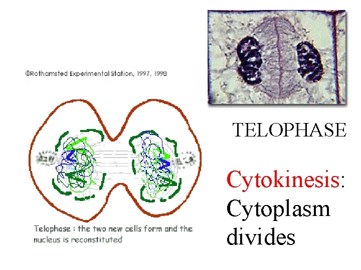 TELOPHASE Cytokinesis: Cytoplasm divides 
