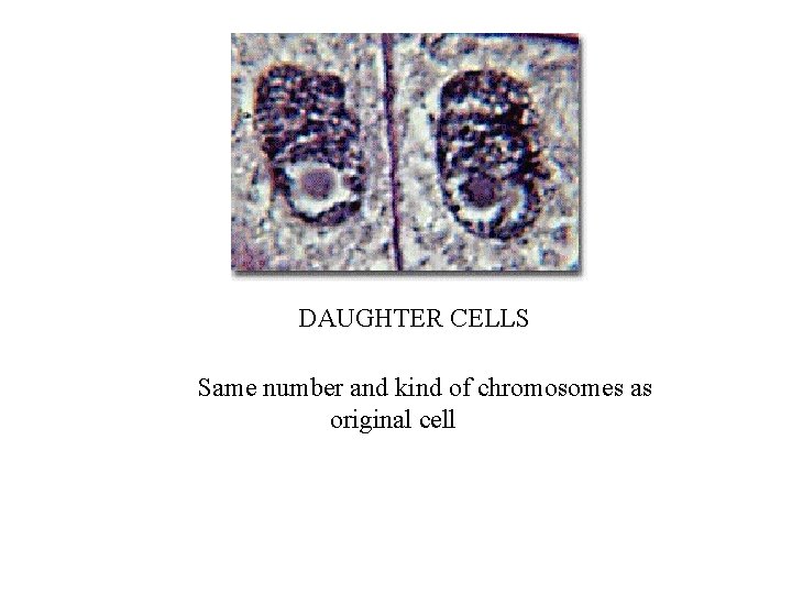 DAUGHTER CELLS Same number and kind of chromosomes as original cell 