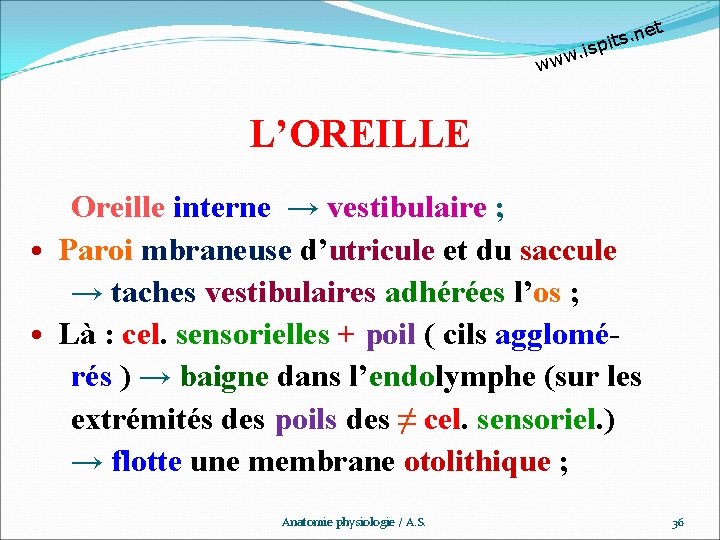 et n. s t pi w. is ww L’OREILLE Oreille interne → vestibulaire ;