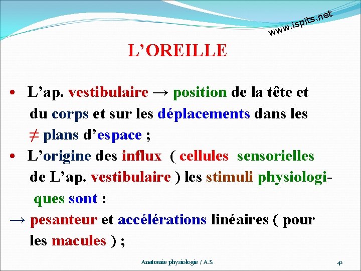 et n. s t pi w. is ww L’OREILLE • L’ap. vestibulaire → position
