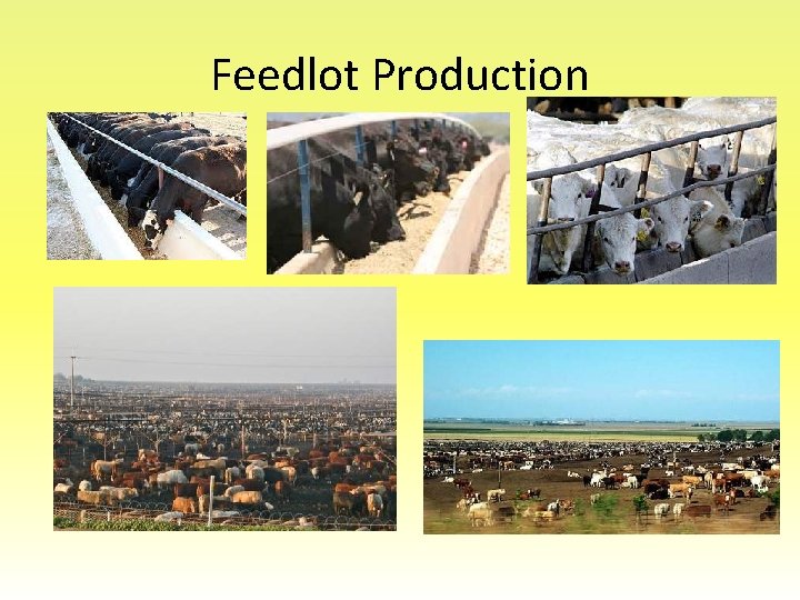 Feedlot Production 