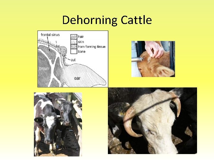 Dehorning Cattle 
