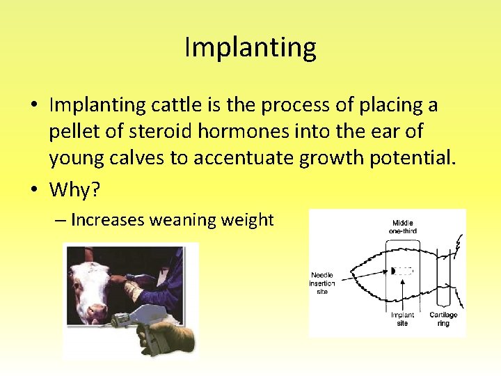 Implanting • Implanting cattle is the process of placing a pellet of steroid hormones
