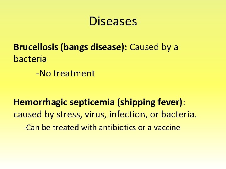 Diseases Brucellosis (bangs disease): Caused by a bacteria -No treatment Hemorrhagic septicemia (shipping fever):