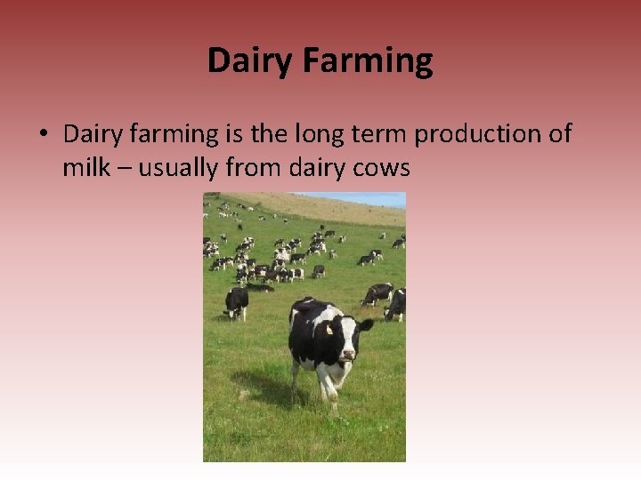 Dairy Farming • Dairy farming is the long term production of milk – usually