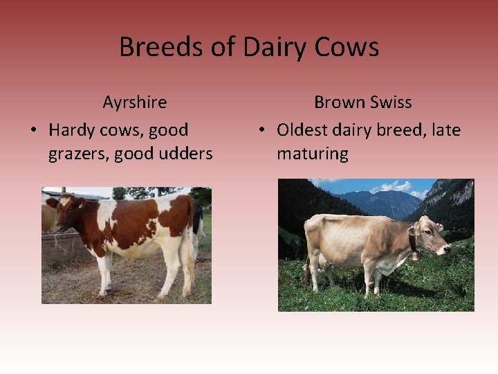 Breeds of Dairy Cows Ayrshire • Hardy cows, good grazers, good udders Brown Swiss