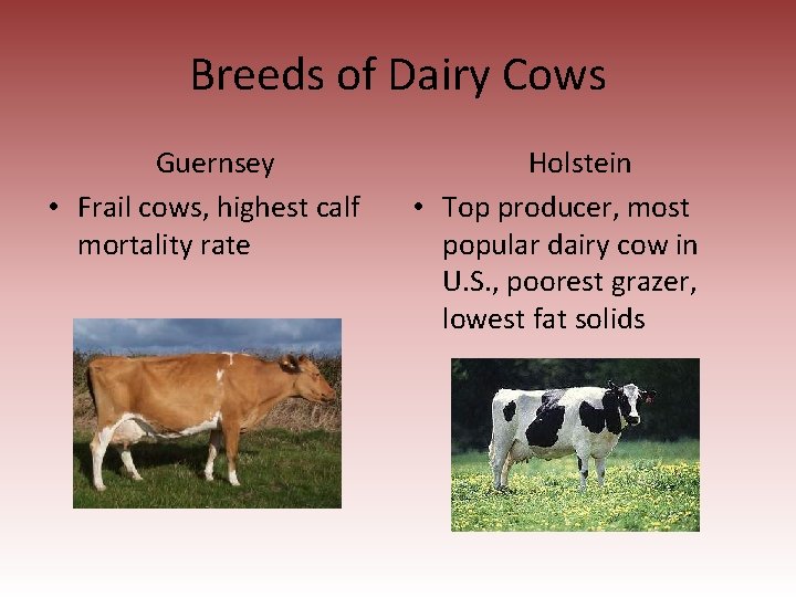 Breeds of Dairy Cows Guernsey • Frail cows, highest calf mortality rate Holstein •