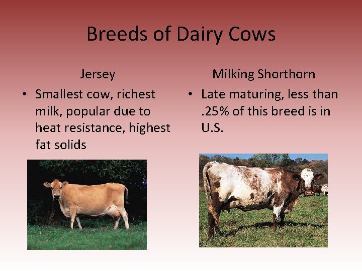 Breeds of Dairy Cows Jersey • Smallest cow, richest milk, popular due to heat