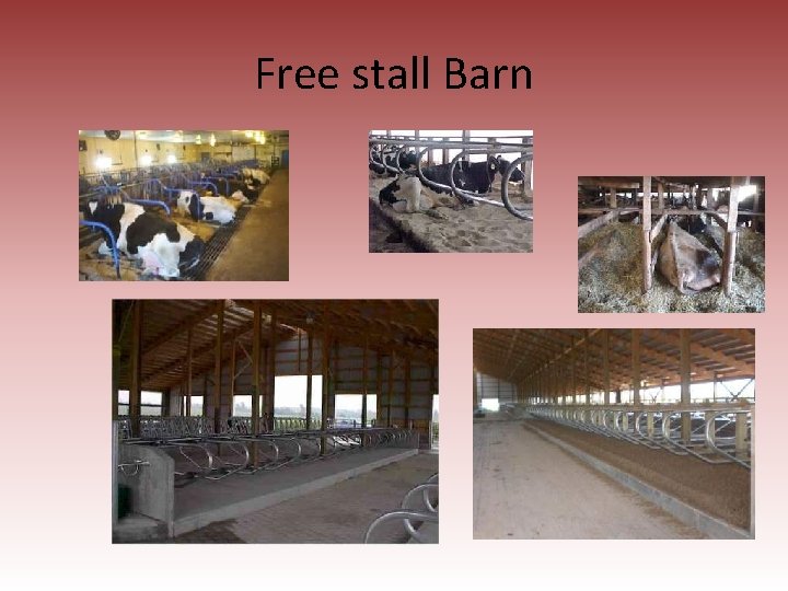 Free stall Barn 