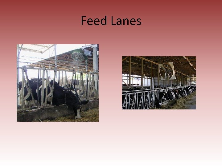 Feed Lanes 