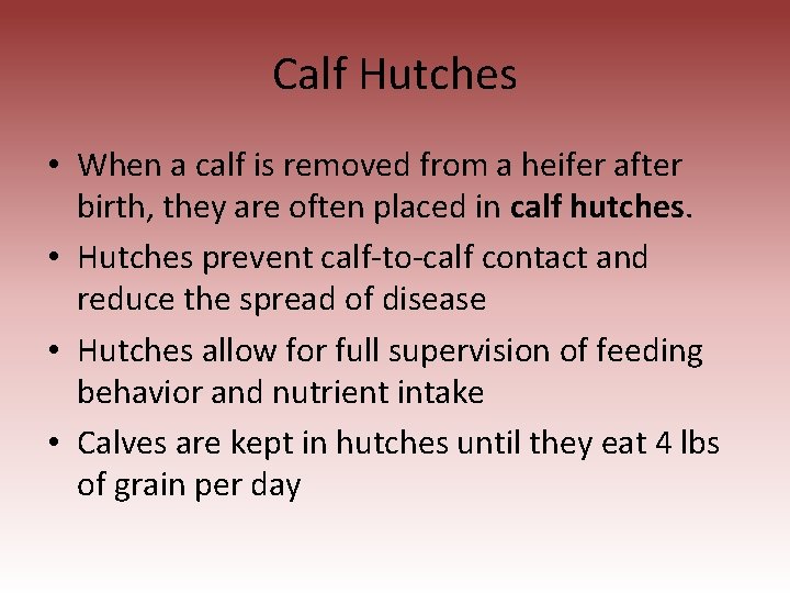 Calf Hutches • When a calf is removed from a heifer after birth, they