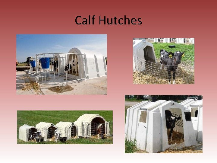 Calf Hutches 
