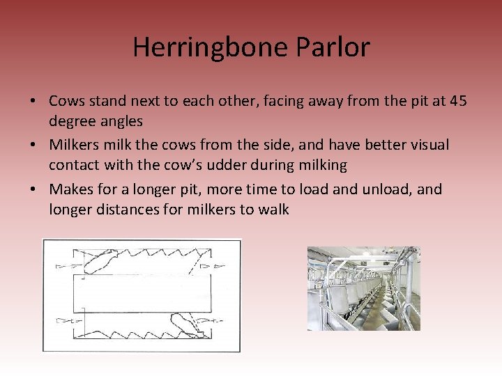 Herringbone Parlor • Cows stand next to each other, facing away from the pit