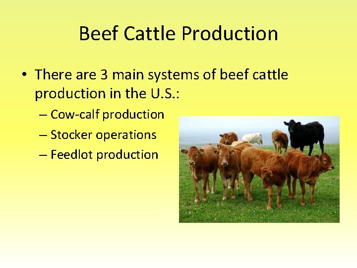 Beef Cattle Production • There are 3 main systems of beef cattle production in