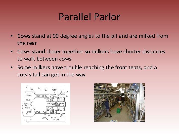 Parallel Parlor • Cows stand at 90 degree angles to the pit and are