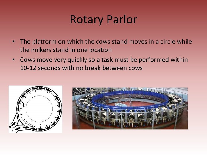 Rotary Parlor • The platform on which the cows stand moves in a circle