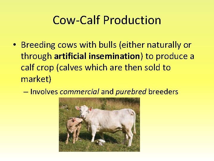 Cow-Calf Production • Breeding cows with bulls (either naturally or through artificial insemination) to