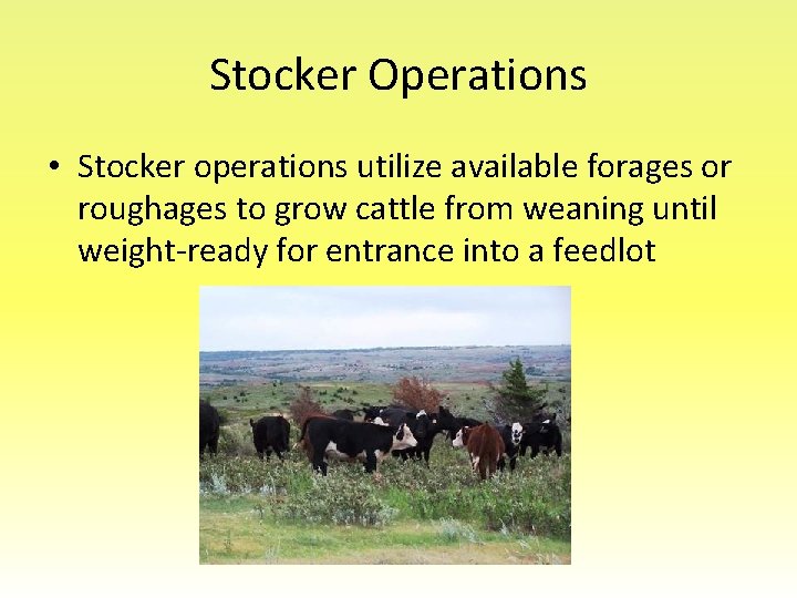 Stocker Operations • Stocker operations utilize available forages or roughages to grow cattle from