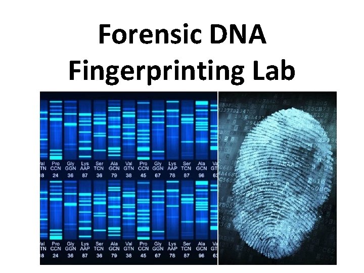 Forensic DNA Fingerprinting Lab 