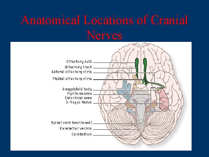 Anatomical Locations of Cranial Nerves 