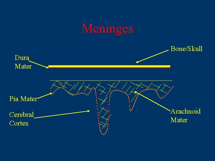 Meninges Bone/Skull Dura Mater Pia Mater Cerebral Cortex Arachnoid Mater 