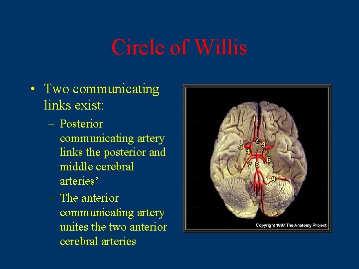 Circle of Willis • Two communicating links exist: – Posterior communicating artery links the