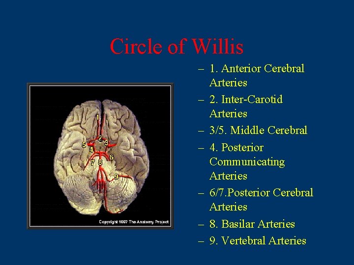 Circle of Willis – 1. Anterior Cerebral Arteries – 2. Inter-Carotid Arteries – 3/5.