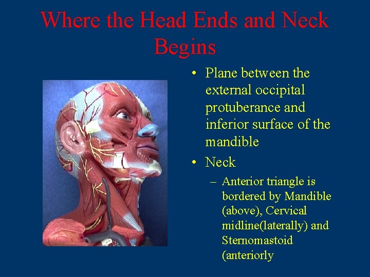 Where the Head Ends and Neck Begins • Plane between the external occipital protuberance